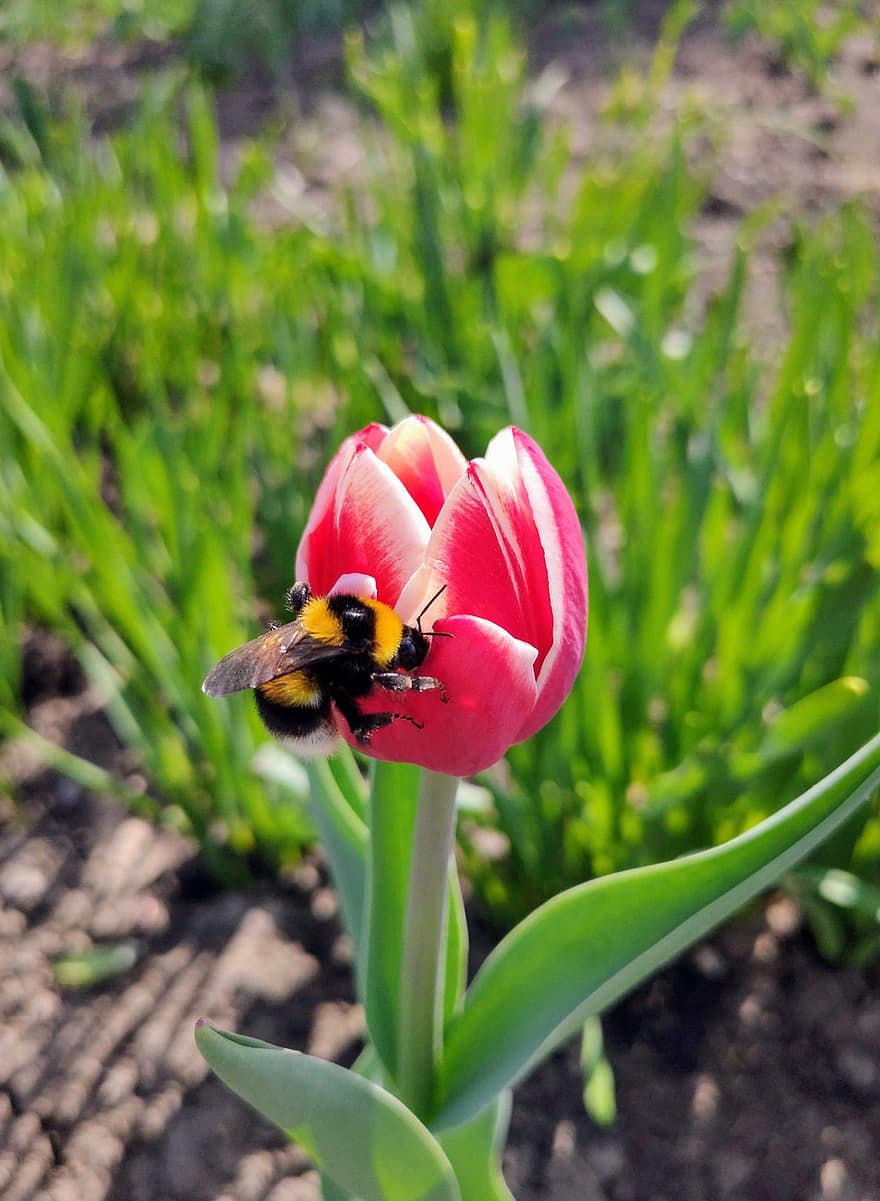 abeja, polinizar, polinización, insecto, entomología, flor, flor rosa, tulipán, tulipán rosa, pétalos, pétalos de rosa