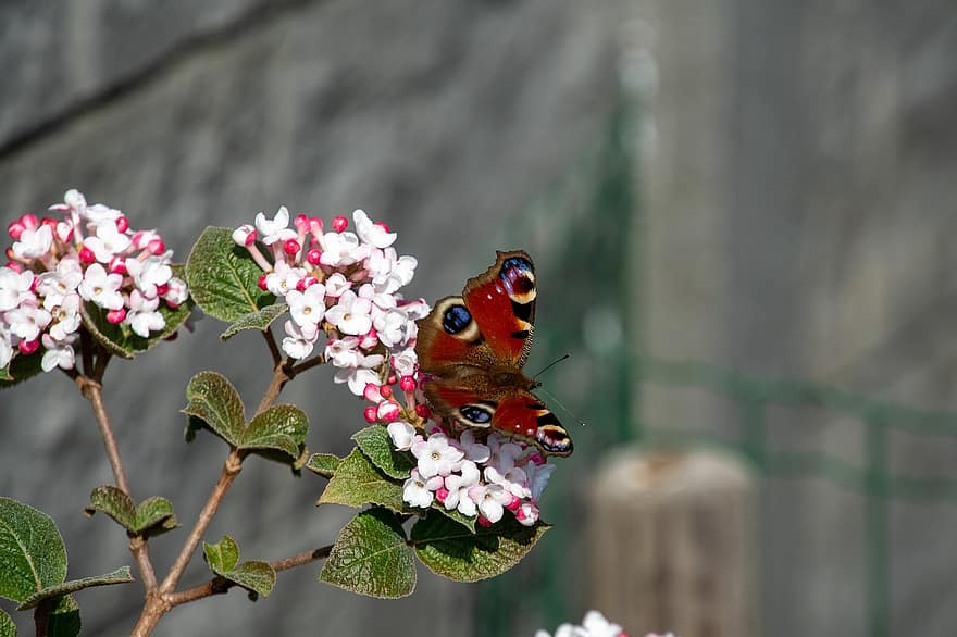 mariposa pavo real, mariposa, las flores, insecto, alas, animal, planta, hojas, naturaleza, jardín, de cerca