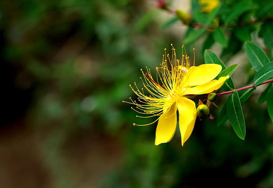 цвете, флора, природа, жълт, перфорира жълт кантарион, разцвет, цвят, ботаника, растение, макро, едър план