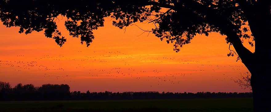 Bird Migration, Oak Leaves, Dawn, Oak, Sunrise, sunset, dusk, sun, silhouette, sunlight, yellow