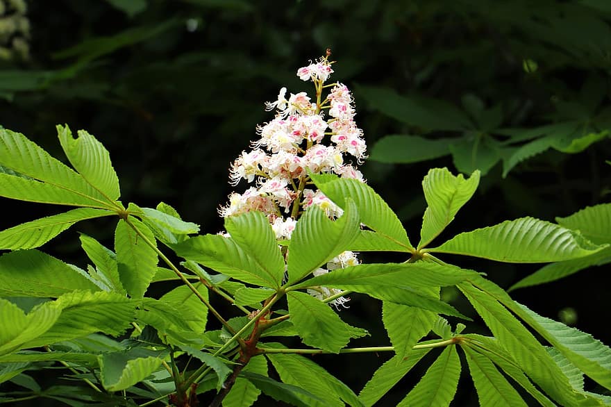 Kaštan, bílé květy, aesculus hippocastanum, strom, dřevo, les, zelené listy, Příroda, list, rostlina, zelená barva