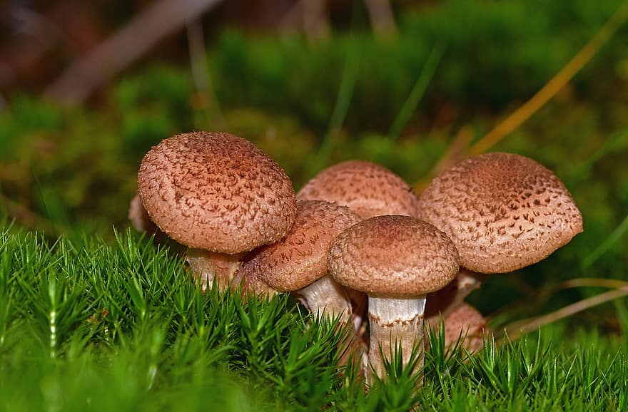 гриби, мох, ліс, Медоносні гриби, armillaria mellea, мухомори, грибки, плодові тіла, лісова підлога, природи
