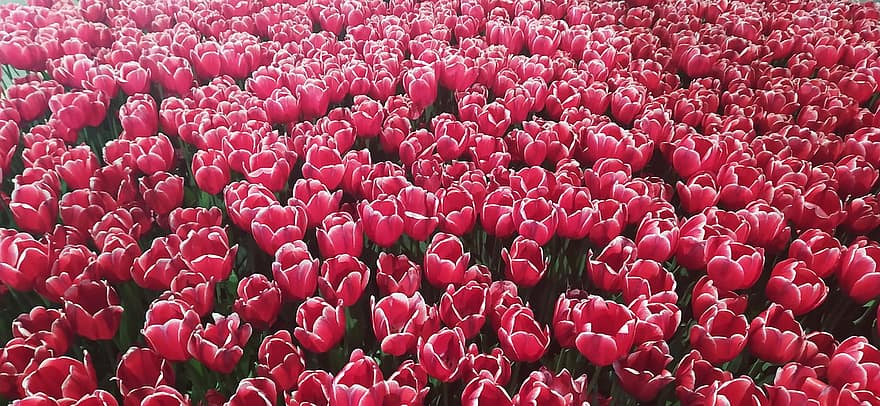 tulipany, kwiaty, czerwone tulipany, Czerwone kwiaty, płatki, czerwone płatki, Natura, kwiat, ogród, kwitnąć, rośliny