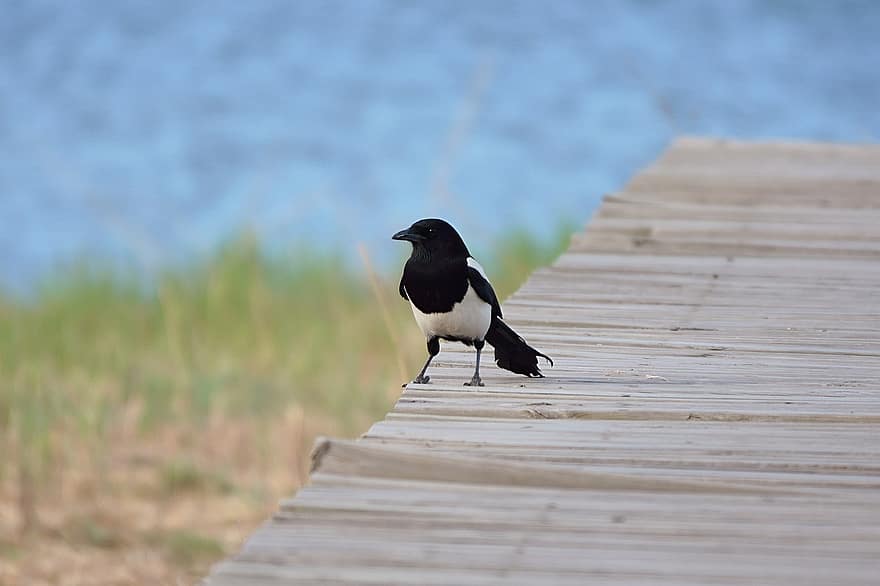 Magpie, Bird, Animal, Plank Road, Shore, Feathers