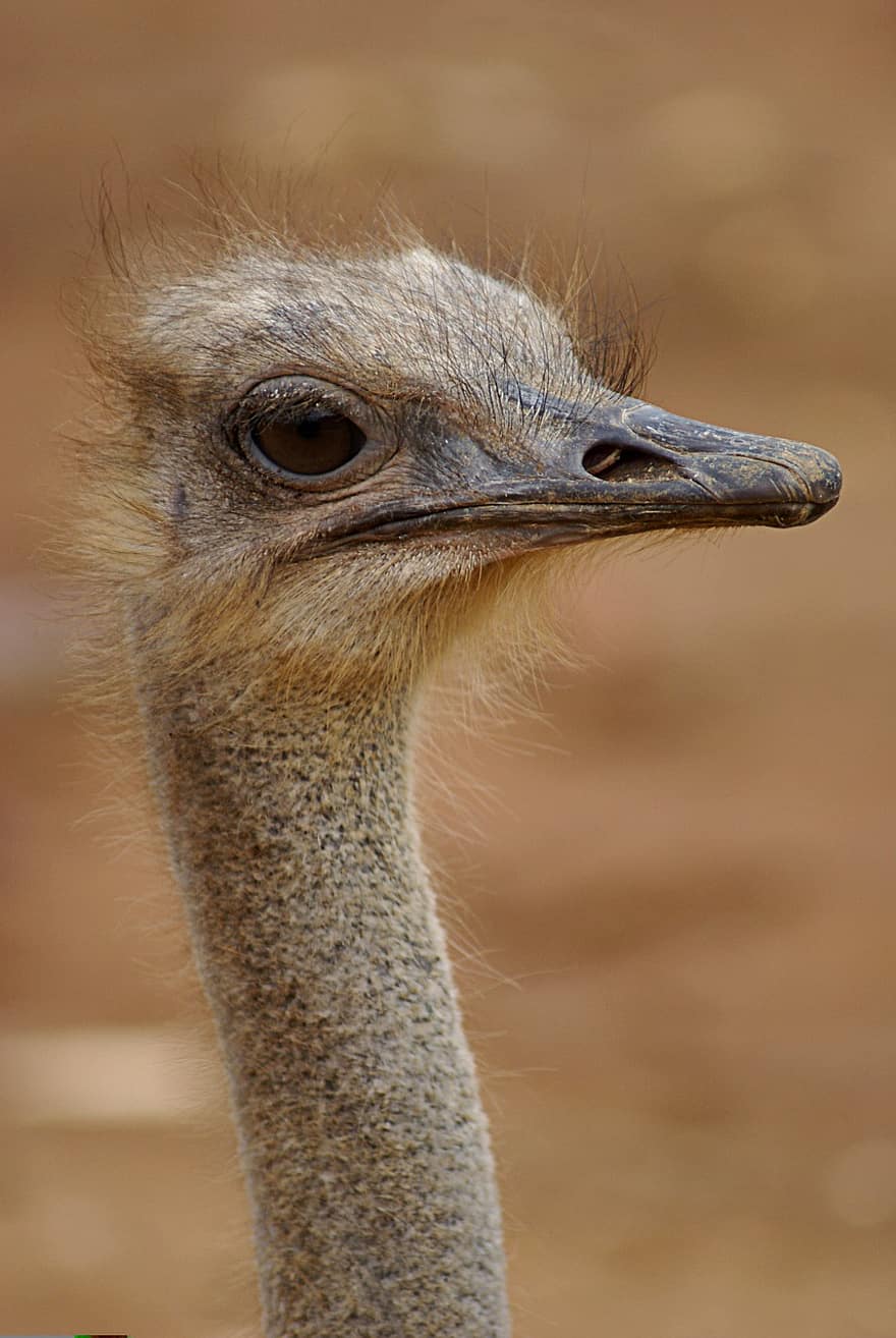 Ostrich, Africa, Animal, Bird, Eyes, Feather, Neck, Safari, Wildlife, Ostriches, Portrait