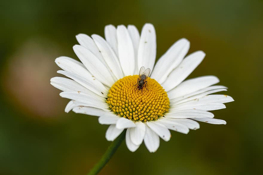 flor, margarida, mosca, natureza, polinização, inseto, entomologia