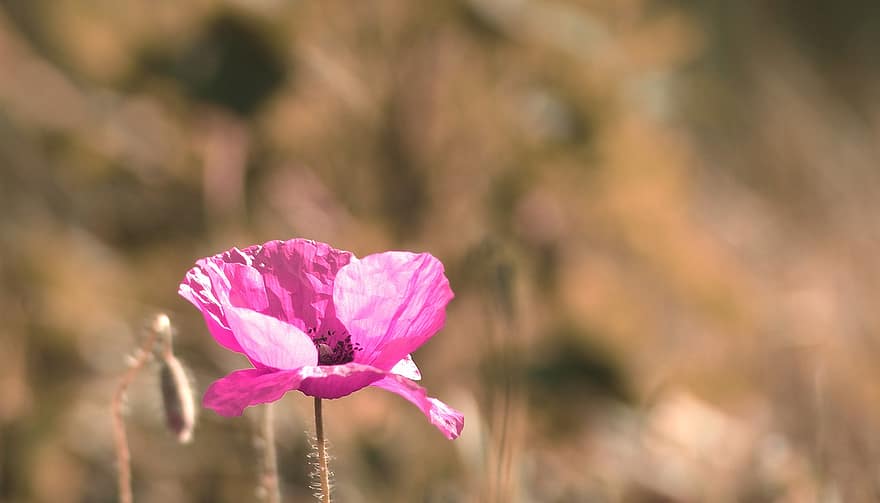 Nature, Plants, Poppies, Pink, The Beasts Of The Field, Blurred Background