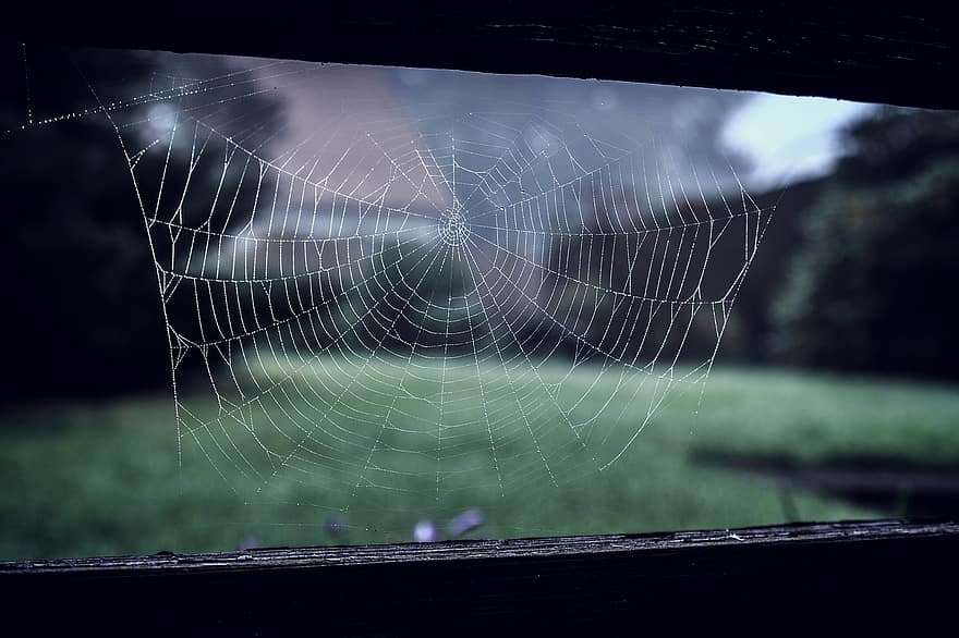 edderkop, web, edderkoppespind, spindelvæv