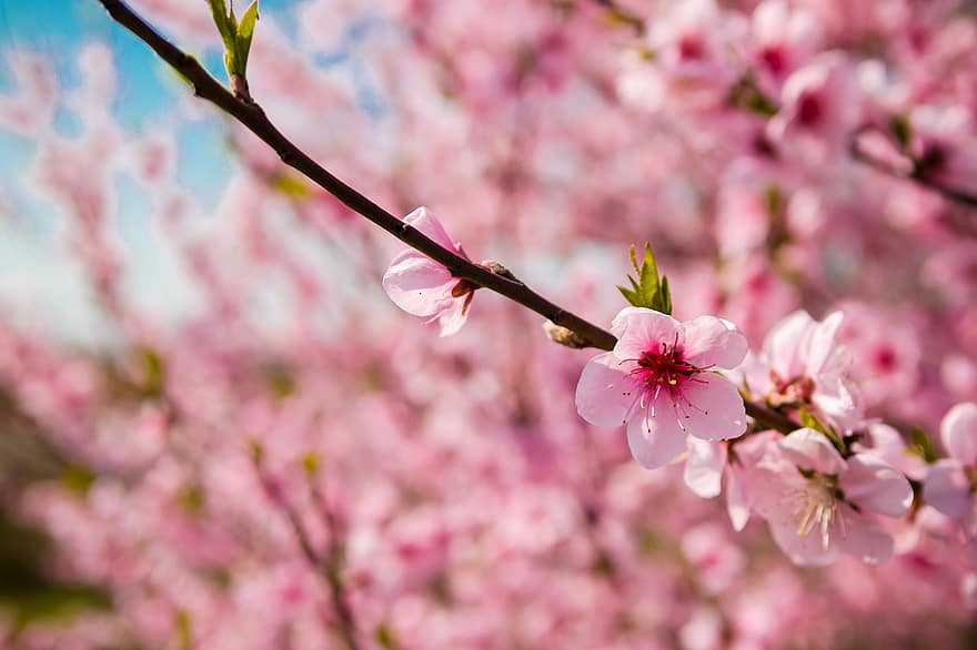 rosa blomster, japansk kirsebærblomst, blomster, tre, grener, blomstre, kirsebærblomster, blomst, sakura, flora, sakura treet