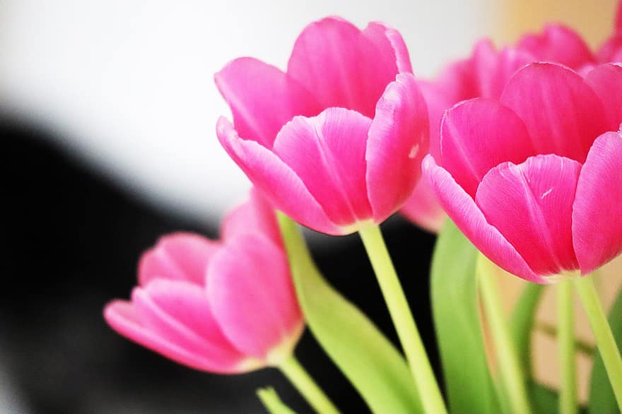 tulipany, kwiaty, różowe kwiaty, płatki, różowe płatki, kwiat, kwitnąć, flora, rośliny, wiosenne kwiaty, roślina