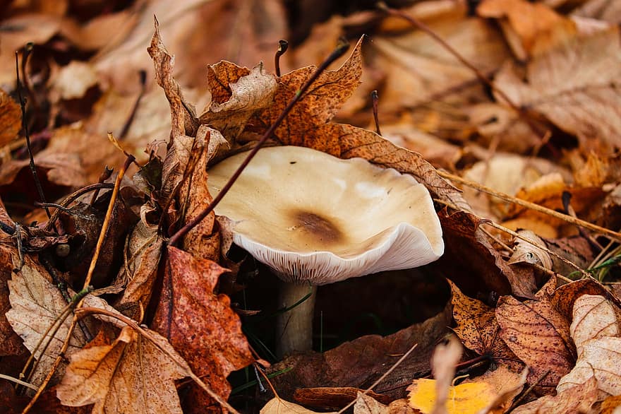 fungo, pianta, scienza dei funghi, foresta, fungo del disco, le foglie, selvaggio, natura
