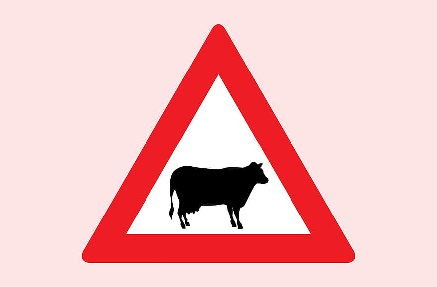 eläin, lehmä, merkki, tie, Varoitus, punainen, heijastava, liikenne, ratsastaa, huomio, varovaisuus