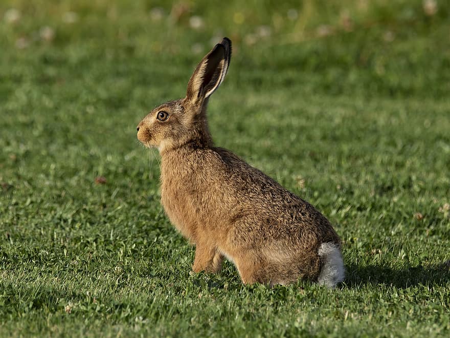 ung hare, Leveret, hare, Baby Hare