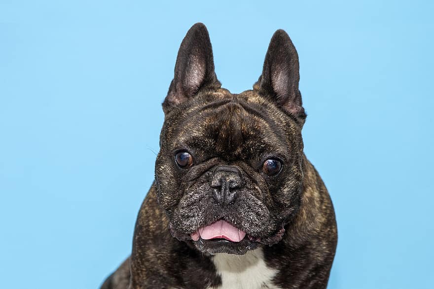 fransk Bulldog, hund, kæledyr, nuttet, snude, dyr, pattedyr, hundehvalp, hunde, hundens tunge, hund portræt
