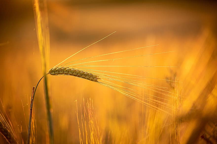 pšenice, zemědělství, obilí, špice, rostlina, pole, Příroda, sklizeň, cereálie, venkovský, letní