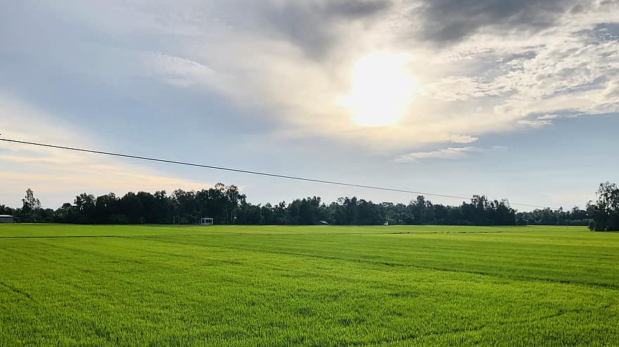 ryžių laukas, ūkis, kaime, ryžiai, žaliavinis, lauke, Žemdirbystė, kraštovaizdį, pobūdį, kaimo