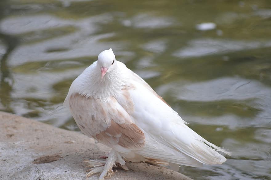 Pigeon, Dove, Bird, Animal, White Dove, White Pigeon, Feathers, Plumage, Beak, Bill, Water