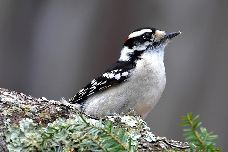 Downy Woodpecker, Woodpecker, Bird, Beak, Feathers, Plumage, Ave, Avian, Ornithology, Bird Watching, Animal World