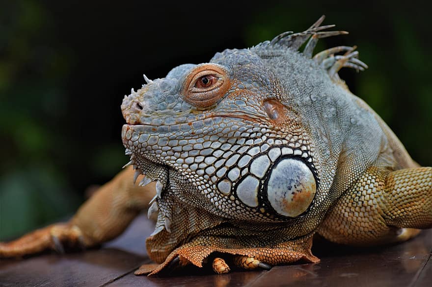iguana, gad, zwierzę, dzikiej przyrody, fauna, Natura
