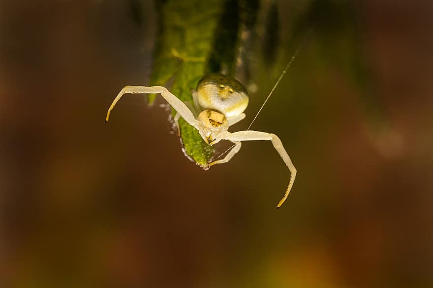 паук, членистоногие, золотой краб паук, энтомология, вид, Misumena Vatia, паукообразный