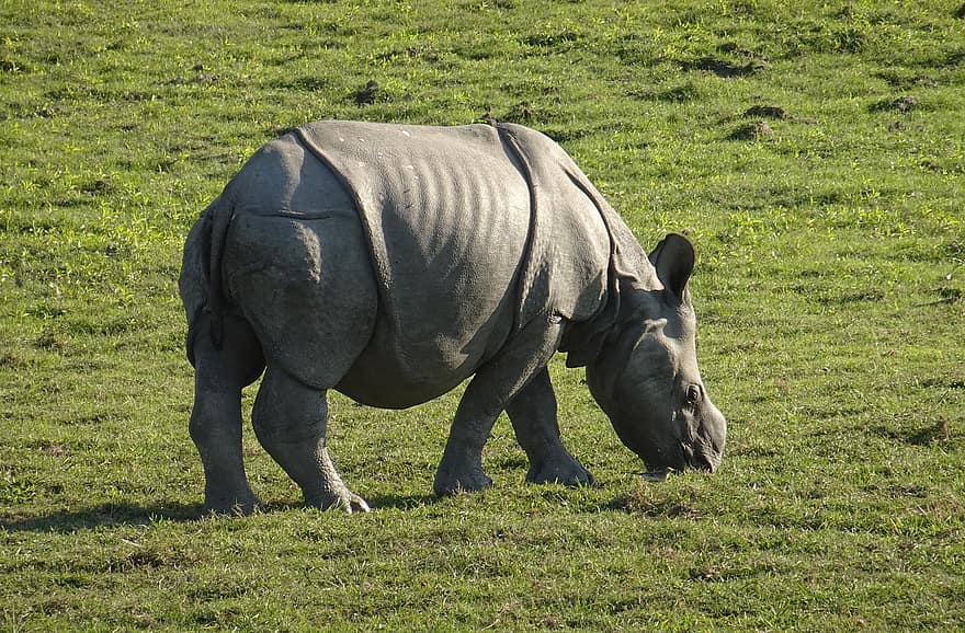 носорог, Телец, один рога, животное, дикий, живая природа, находящихся под угрозой исчезновения, молодой, детка, Национальный парк, святилище