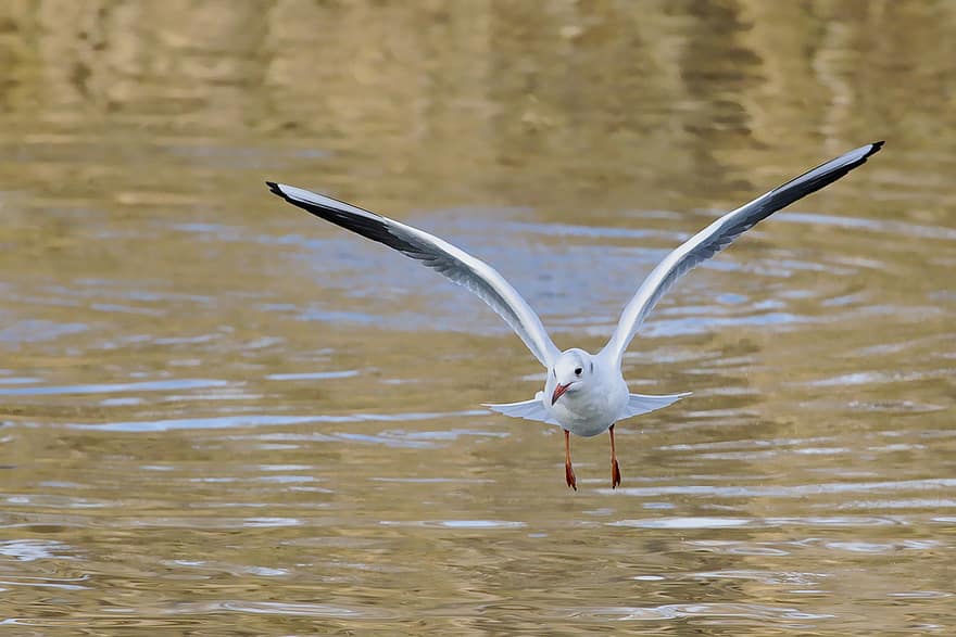Seagull, Bird, Wings, Lake, Water Bird, Seevogel, Flight, Avian