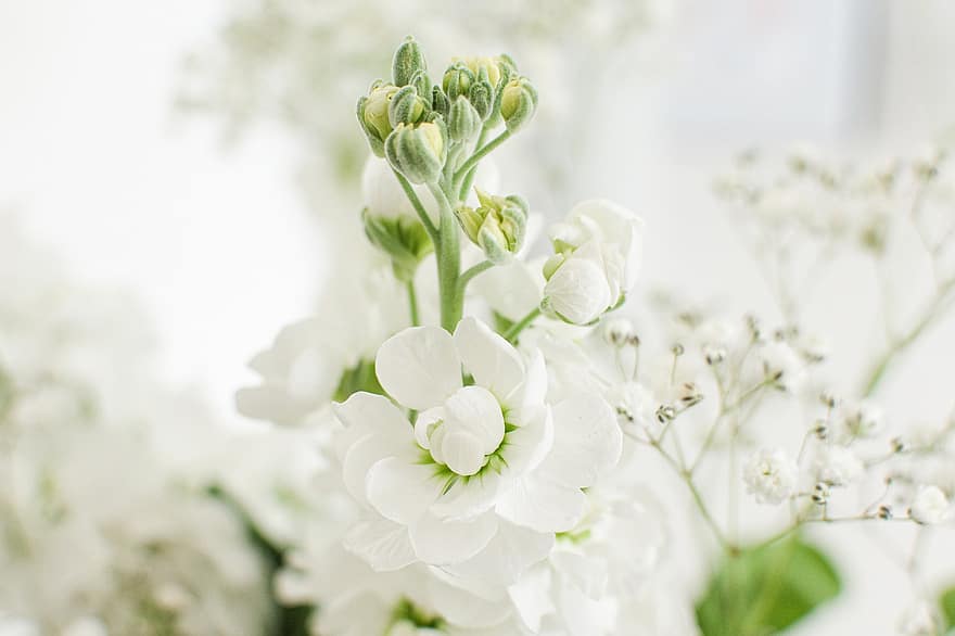 vit, blommor, vår, knoppar, blomknoppar, blomning, blomstrande, vita blommor, vita kronblad, flora