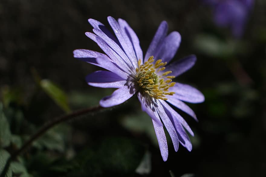 Balkan Anemone, Grecian Windflower, Winter Windflower, Anemone, Flower, Nature, Purple Flower