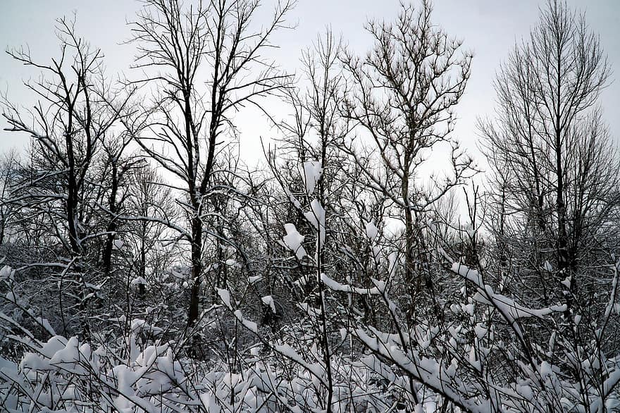 neu, hivern, arbres, branques, bosc, naturalesa, paisatge, fred, vent de neu, gel, nevar