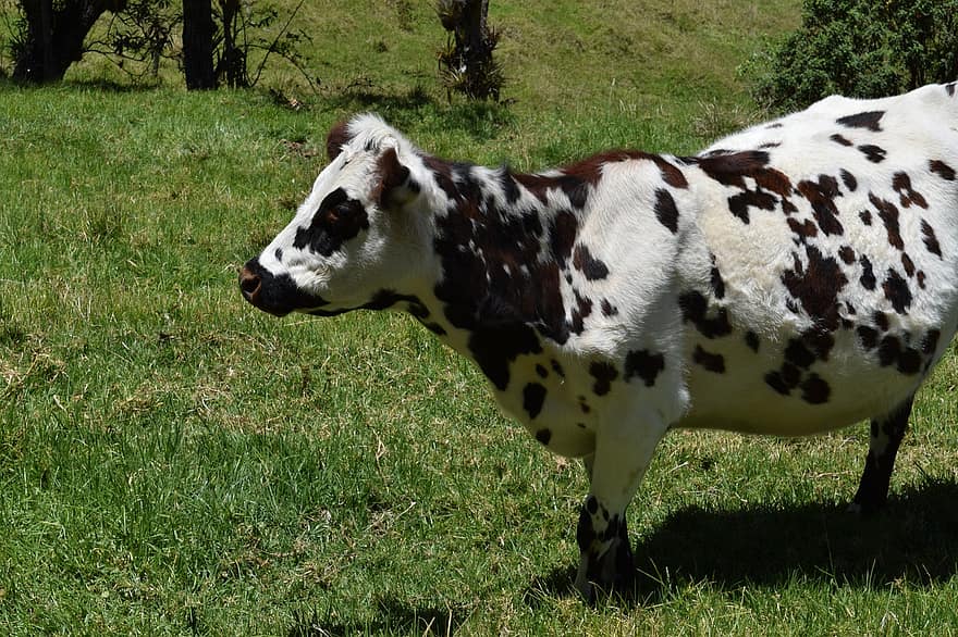 vaca, pasto, pastando, Fazenda, animal de fazenda, pecuária, campo, natureza, gado, Colômbia, animal