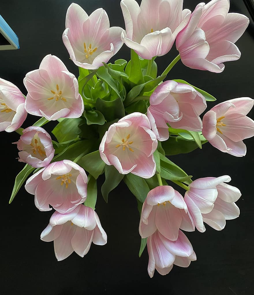 tulipaner, blomster, bukett, rosa blomster, petals, rosa petals, blomst, blomstre, flora, planter, vårblomster
