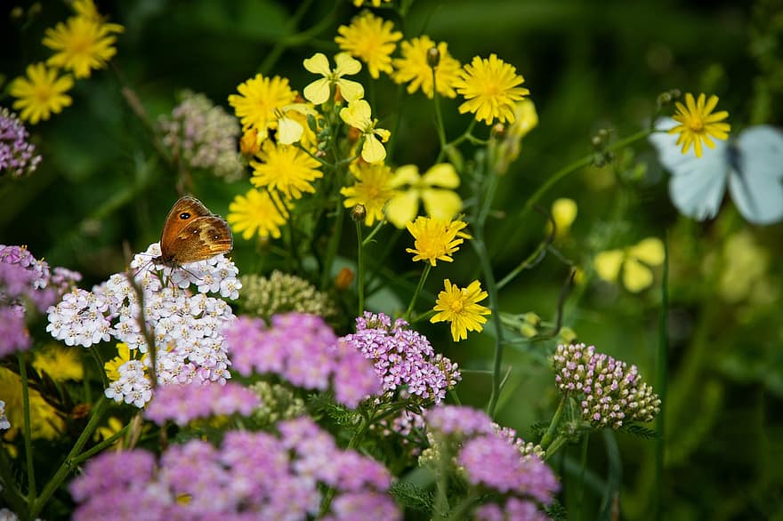 kupu-kupu, serangga, bunga-bunga, Hedge Brown Kupu-kupu, kupu-kupu coklat, tanaman, flora, alam, latar belakang bunga