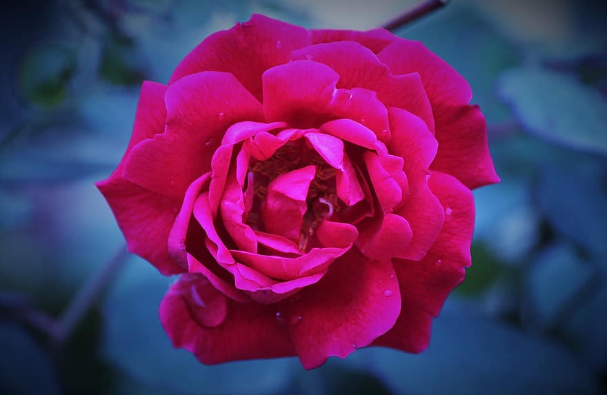 roze roos, roze bloem, bloeien, bloesem, flora, tuin-
