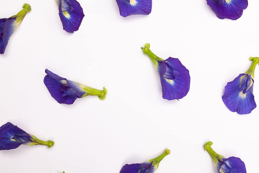 Schmetterlingserbse, Blumen, Blütenblätter, blaue Erbse, blühen, Dekoration, Hintergrund