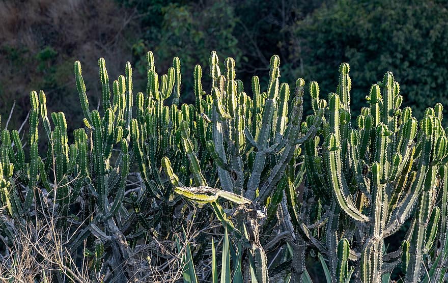 växter, kaktus, öken-, suckulenter, taggig, natur, botanik, tillväxt, växt, tagg, grön färg