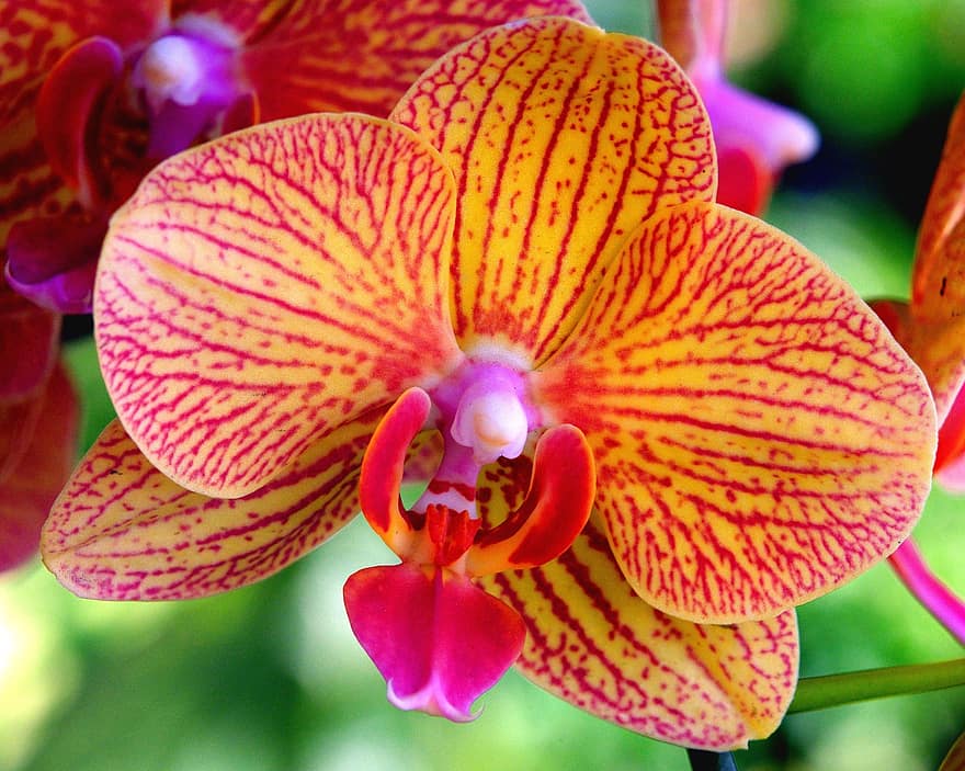 orkide, Phalaenopsis, blomst, petals, orkidéblomstrer, blomstre, flora, anlegg, natur
