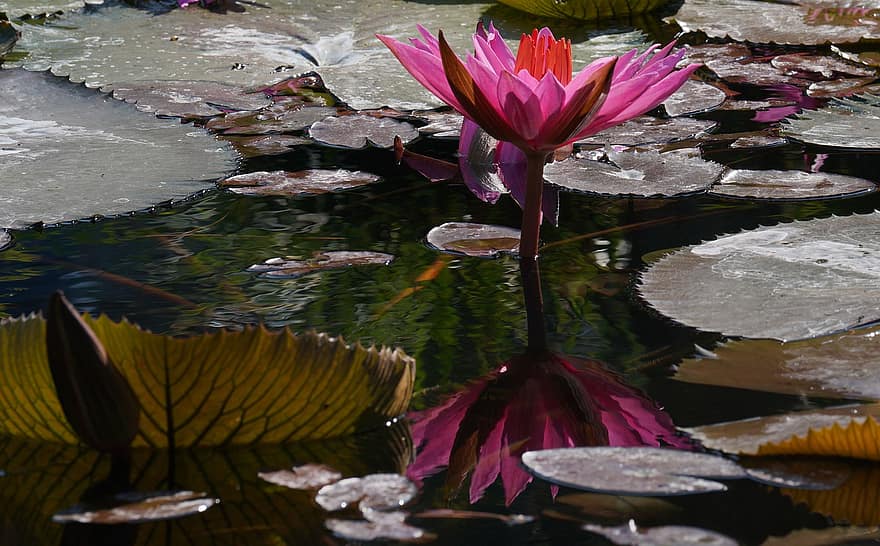 Water Lily, Flower, Lily Pads, Pond, Pink Flower, Petals, Pink Petals, Bloom, Blossom, Aquatic Plant, Flora