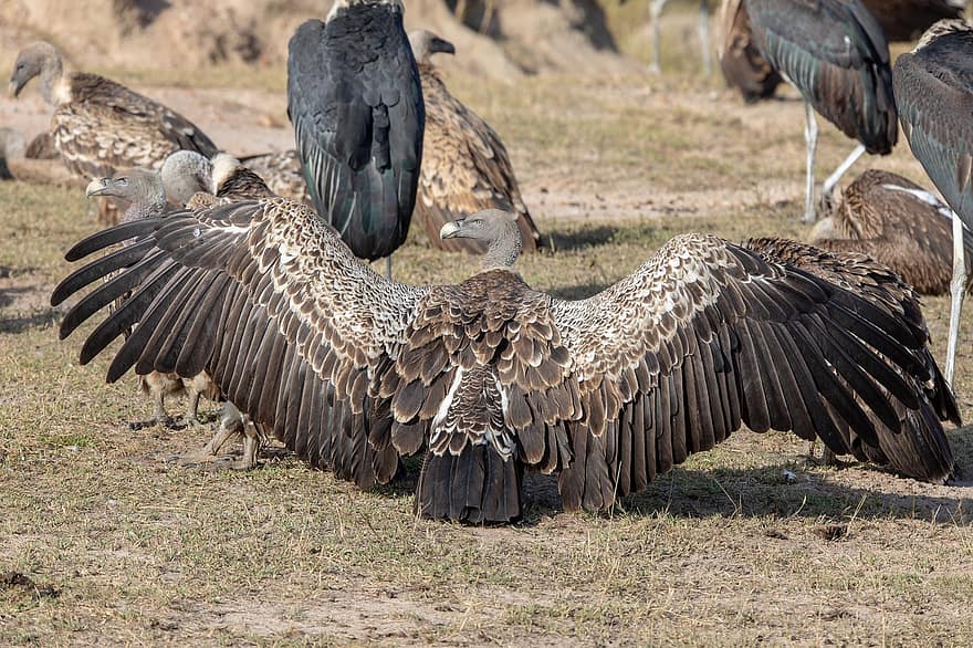 ruppell's vulture, Afrika, laukinės gamtos, vultūras, serengeti, Tanzanija, paukščių, drožlės, safari, gps rueppelli, gyvūnams