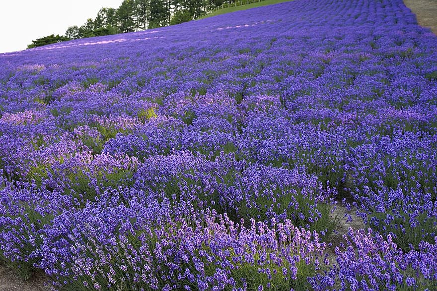lavender, bunga-bunga, bidang, tanaman, bunga ungu, berkembang, perkebunan, pemandangan