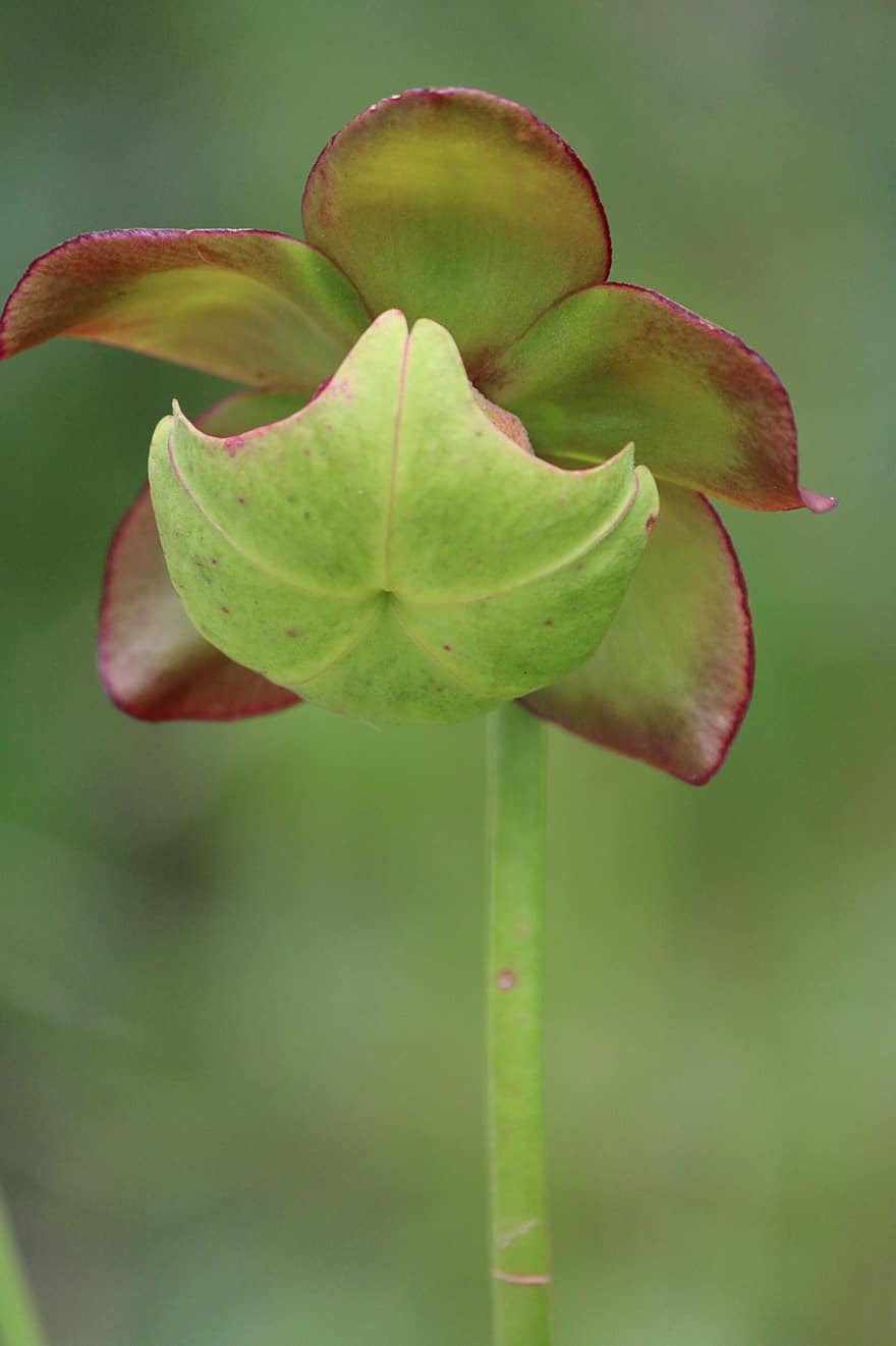 kanneplante, lilla, sarracenia purpurea, northern pitcher plante, Turtle Sokker, sidesadelblomst, kødædende