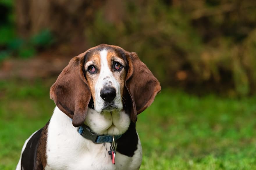 Basset Hound, pies, zwierzę domowe, godny podziwu, psi, uroczy, uszy, nos, czystej krwi