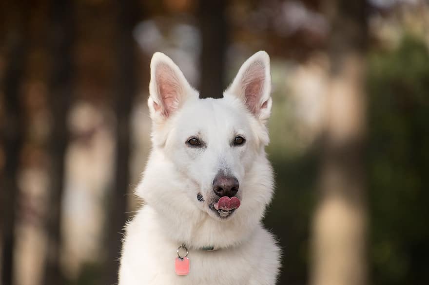 куче, лижа, език, бяло куче, бяла кожа, портрет, домашен любимец, кучешки, облизване, животно, бозайник