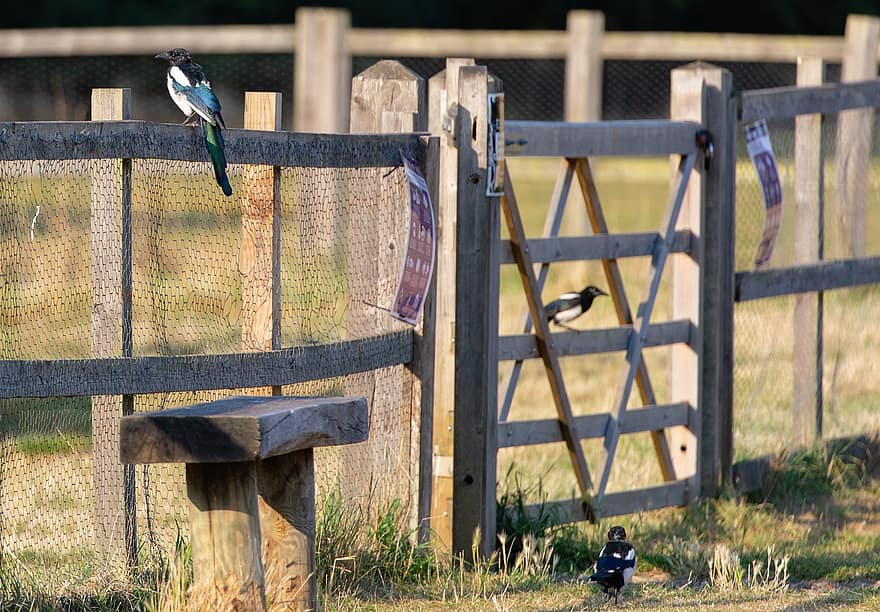 burung gagak, jelas, pagar, padang rumput, rumput, pagi, Parlemen Magpies