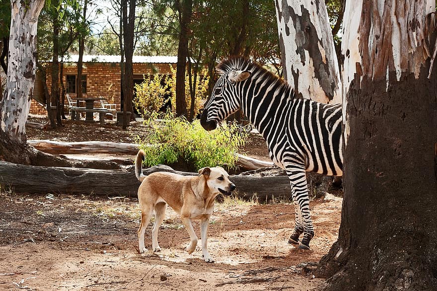 Onwaarschijnlijke vriendschap, hond, zebra, dieren in het wild, hoektand, bomen, werf, Zuid-Afrika, Afrika, boom, huisdieren