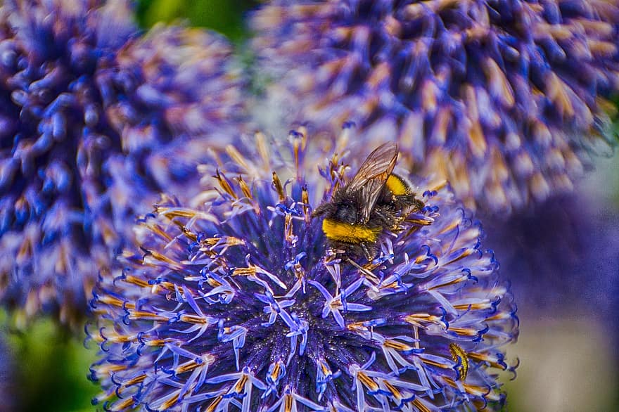 bola de cardo, abeja, insecto, abejorro, flor, polinización, pétalos, planta, jardín, naturaleza, de cerca