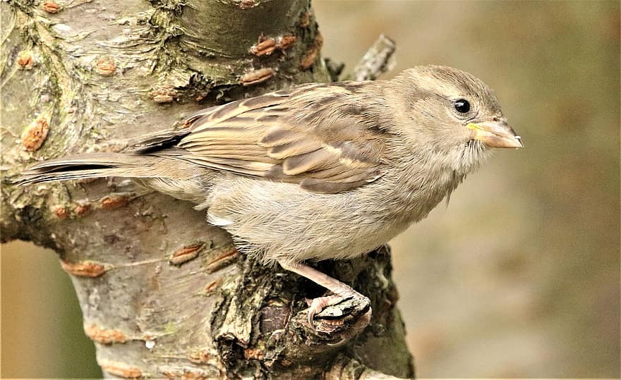 Sparrow, Bird, Junior Sparrow, Animal, Songbird, Wildlife, Plumage, Feathers, Branch, Tree, Perched
