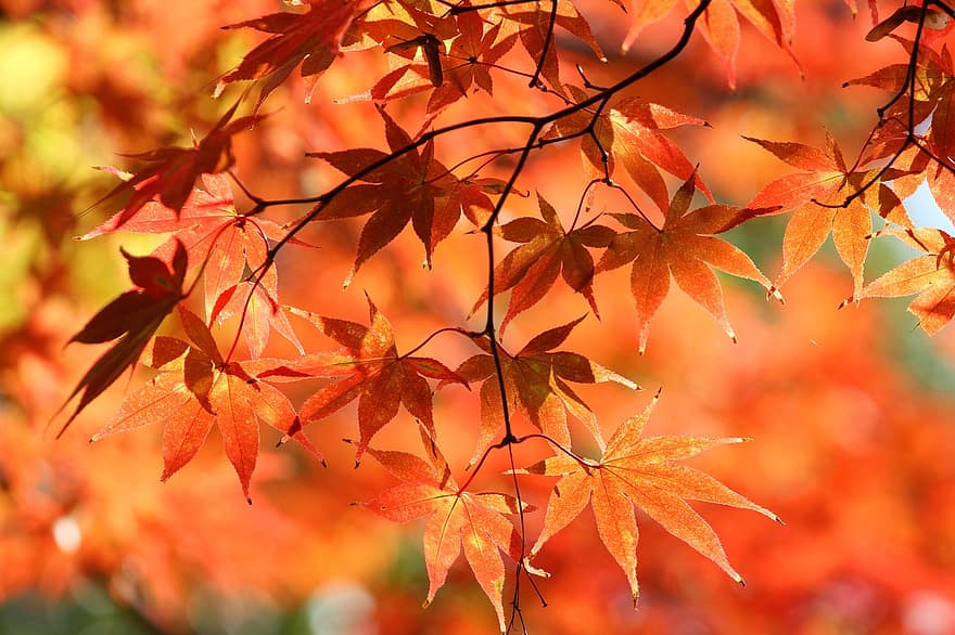 Natura, jesień, odchodzi, klon, listowie, drzewo, spadek, liść, żółty, pora roku, intensywny kolor