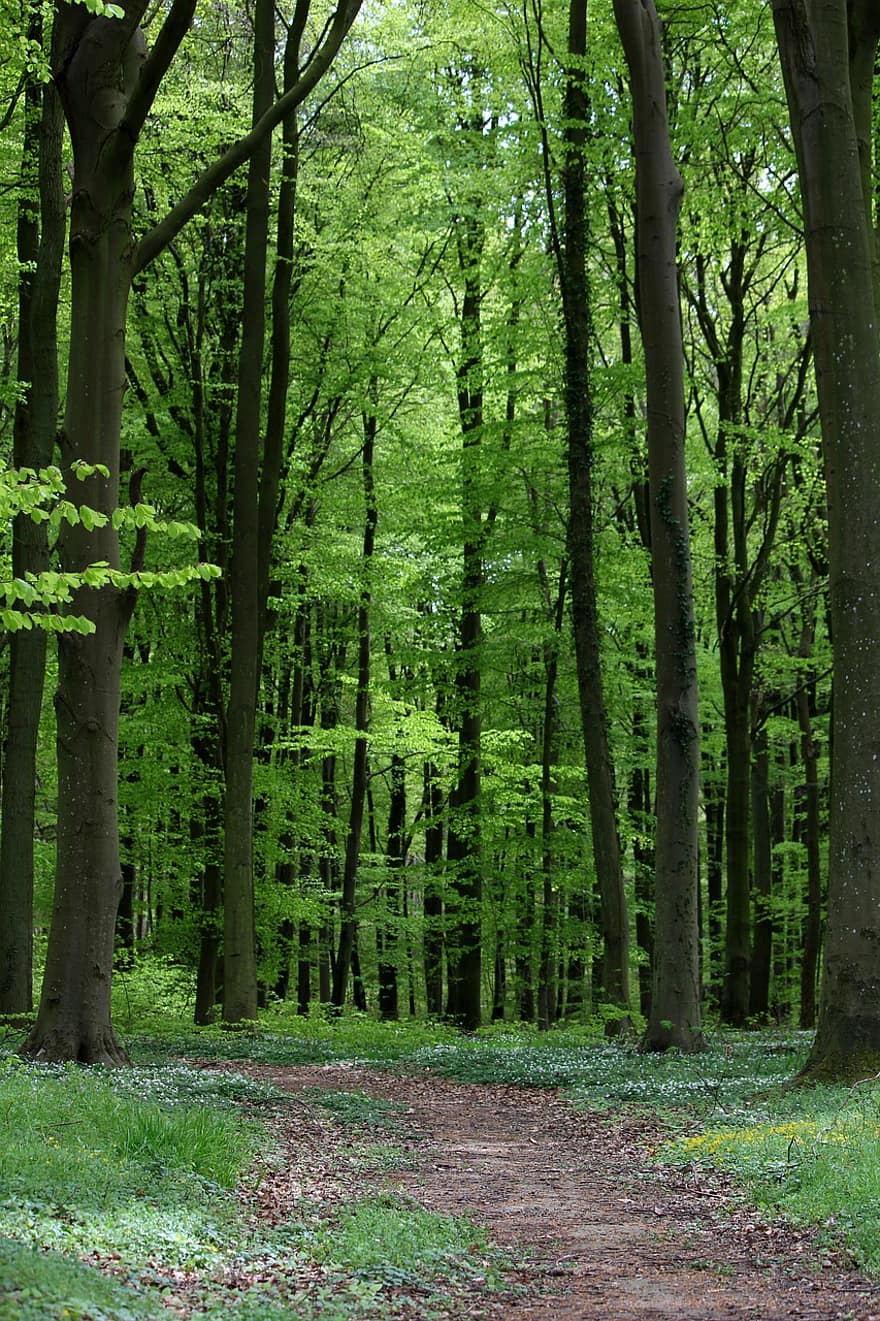 metsäpolku, metsä, Puut, kevät, maisema, luonto, polku, woods, kasvisto, puu, vihreä väri