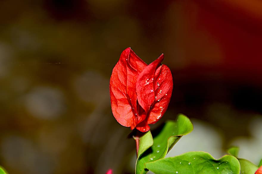 bougainvillea, blomst, rød blomst, petals, røde kronblader, blomstre, flora, anlegg, natur