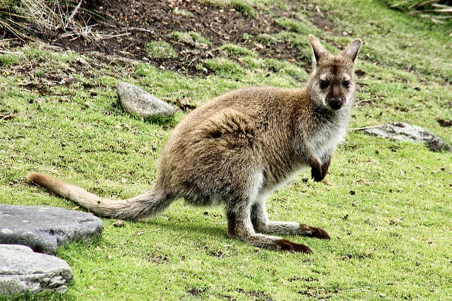 wallaby, dyr, dyreliv, kenguru, pungdyr, pattedyr, natur